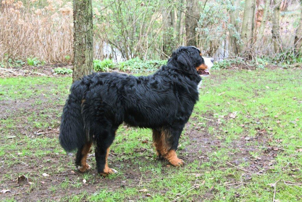 DeaconMelle - Kennel v.’t Erve Möllink - Penny van Berkum