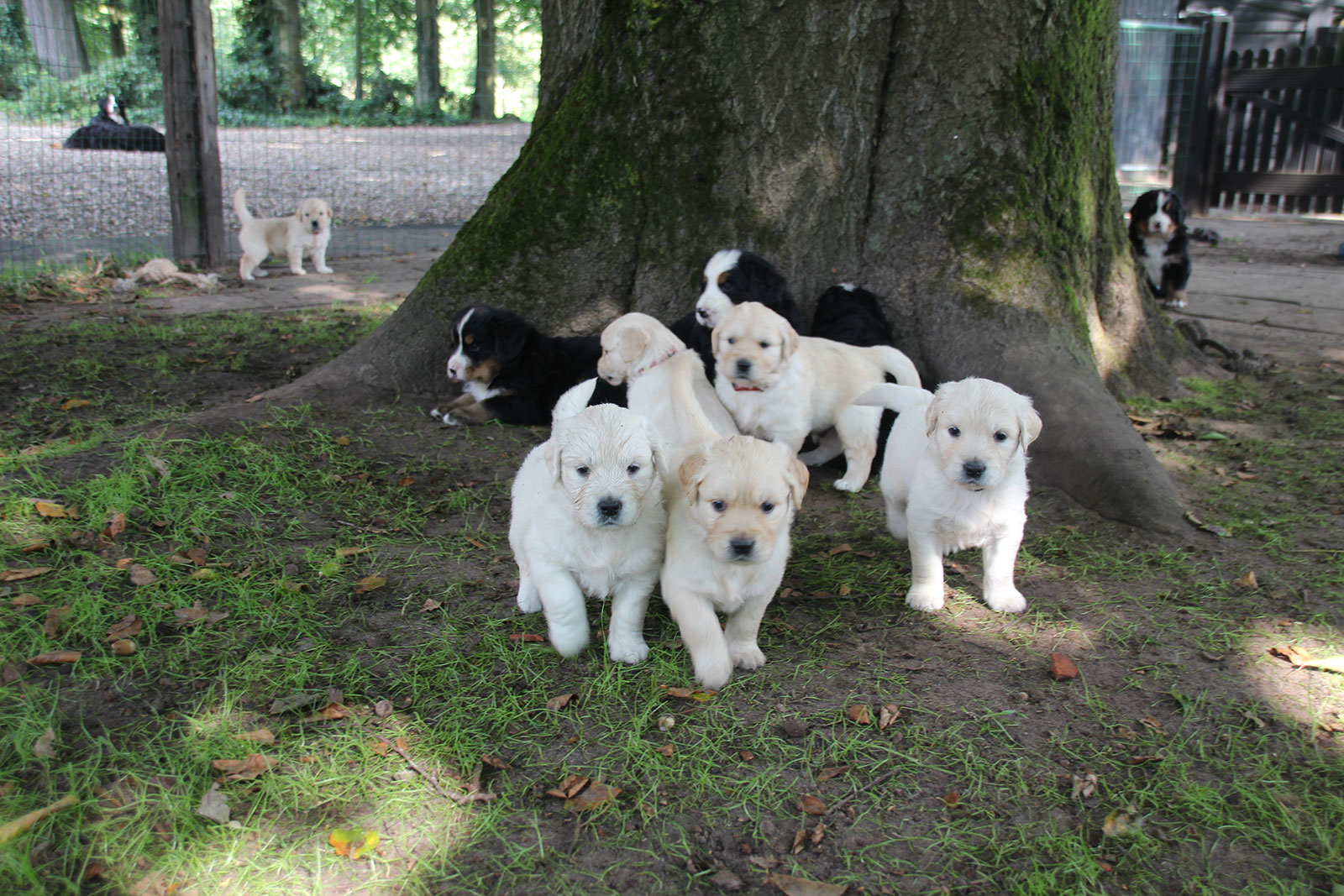 Informatie - Kennel v.’t Erve Möllink - Penny van Berkum